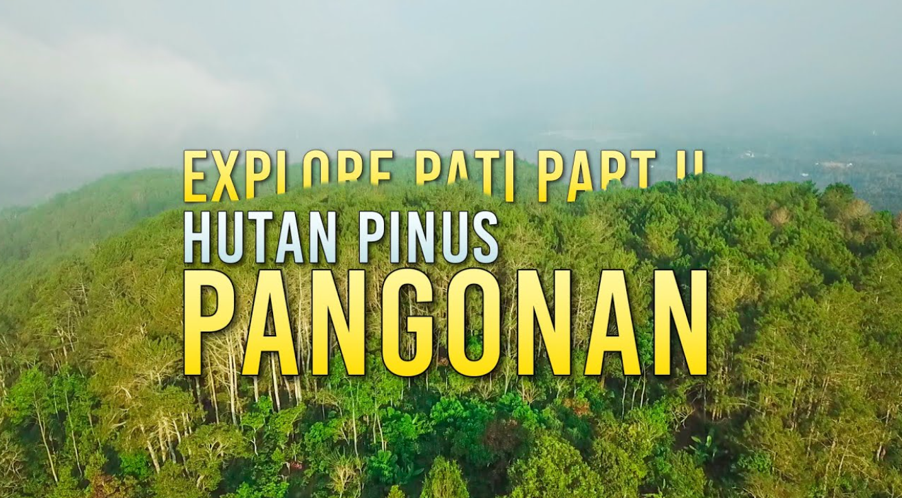 Hutan Pinus Pangonan di Kecamatan Tlogowungu, Kabupaten Pati.