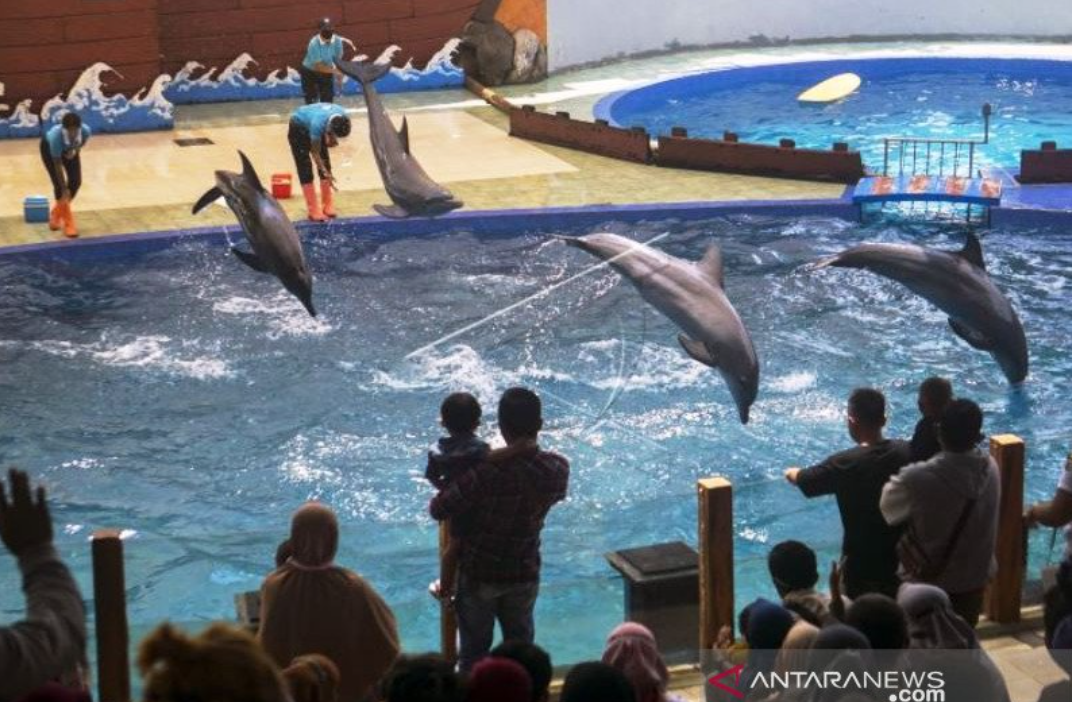 Batang Dolphin Center mengajak pengunjung mengenal lumba-lumba lebih dekat melalui pertunjukan edukatif dan interaksi langsung.