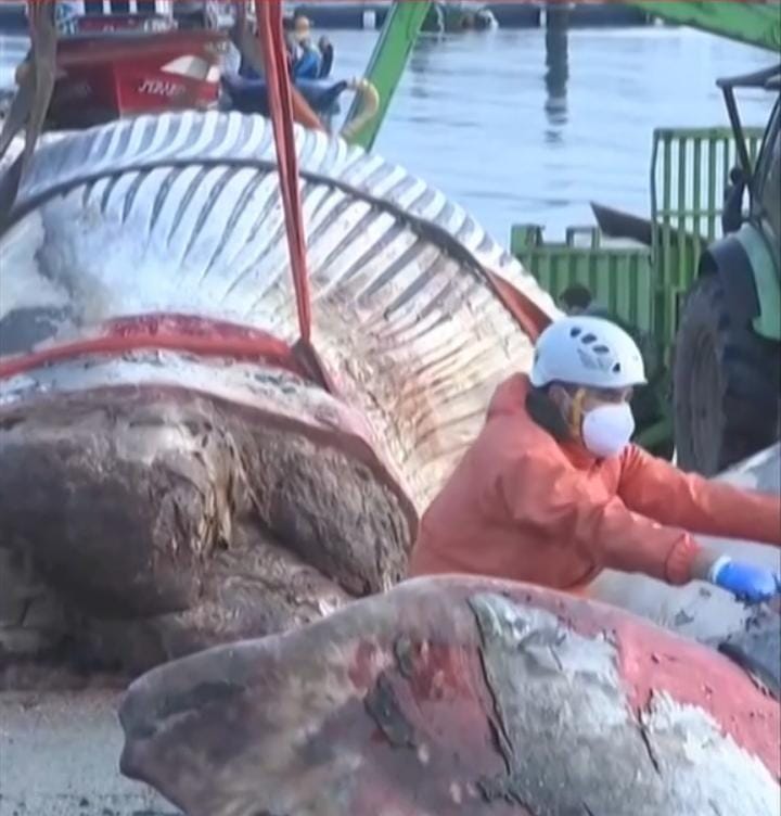 Bangkai Paus Sepanjang 21 Meter Terdampar di Pelabuhan Spanyol