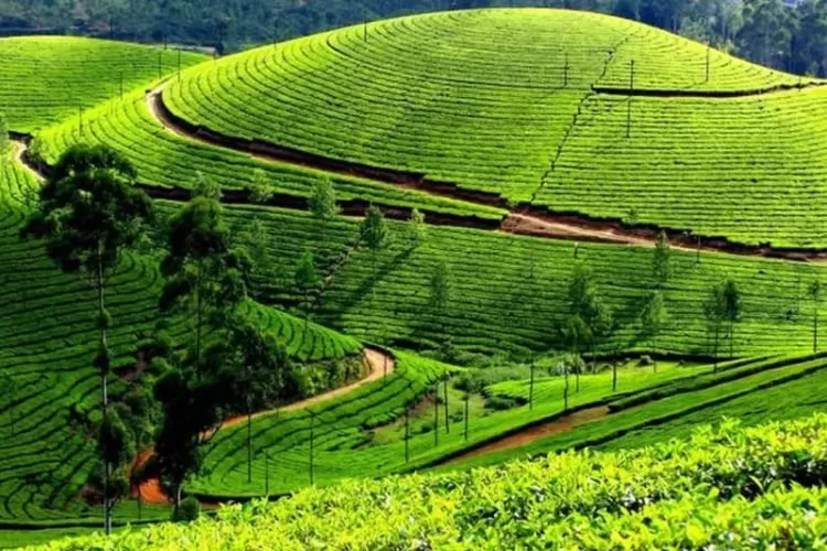 Kebun Teh Taraju