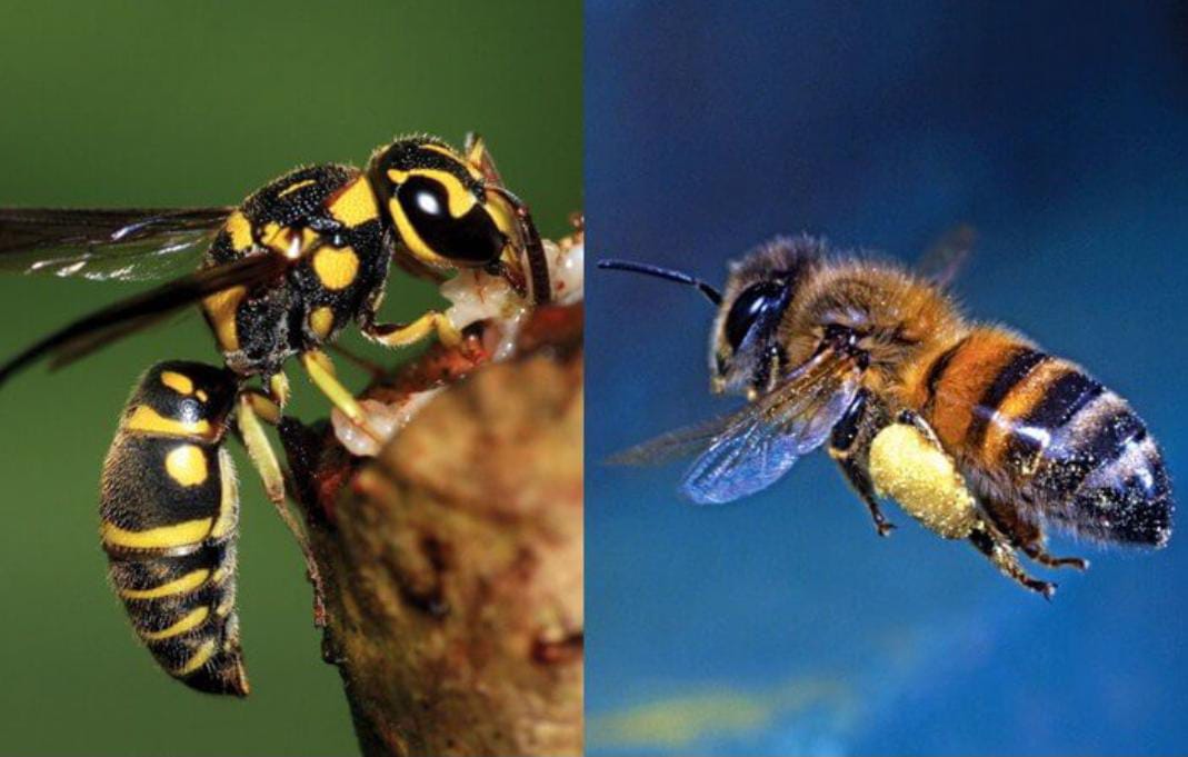 Lebah atau Tawon