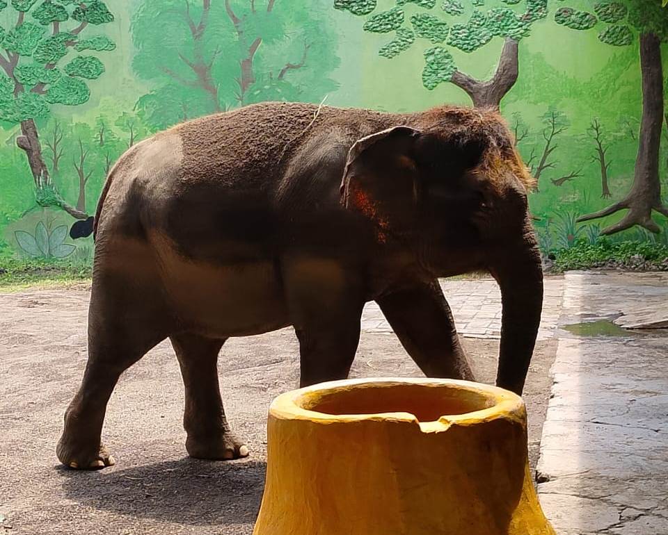 Gajah kecil yang imut, si Roki yang selalu membuat pegunjung Surabaya Zoo terhibur.