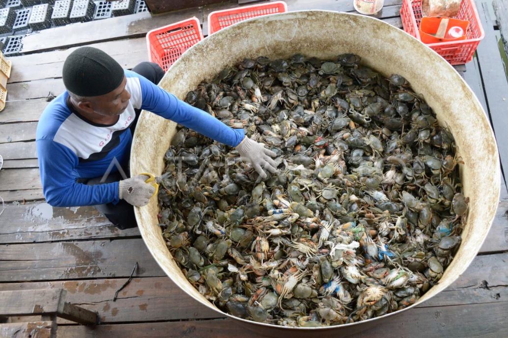 Kepiting Soka