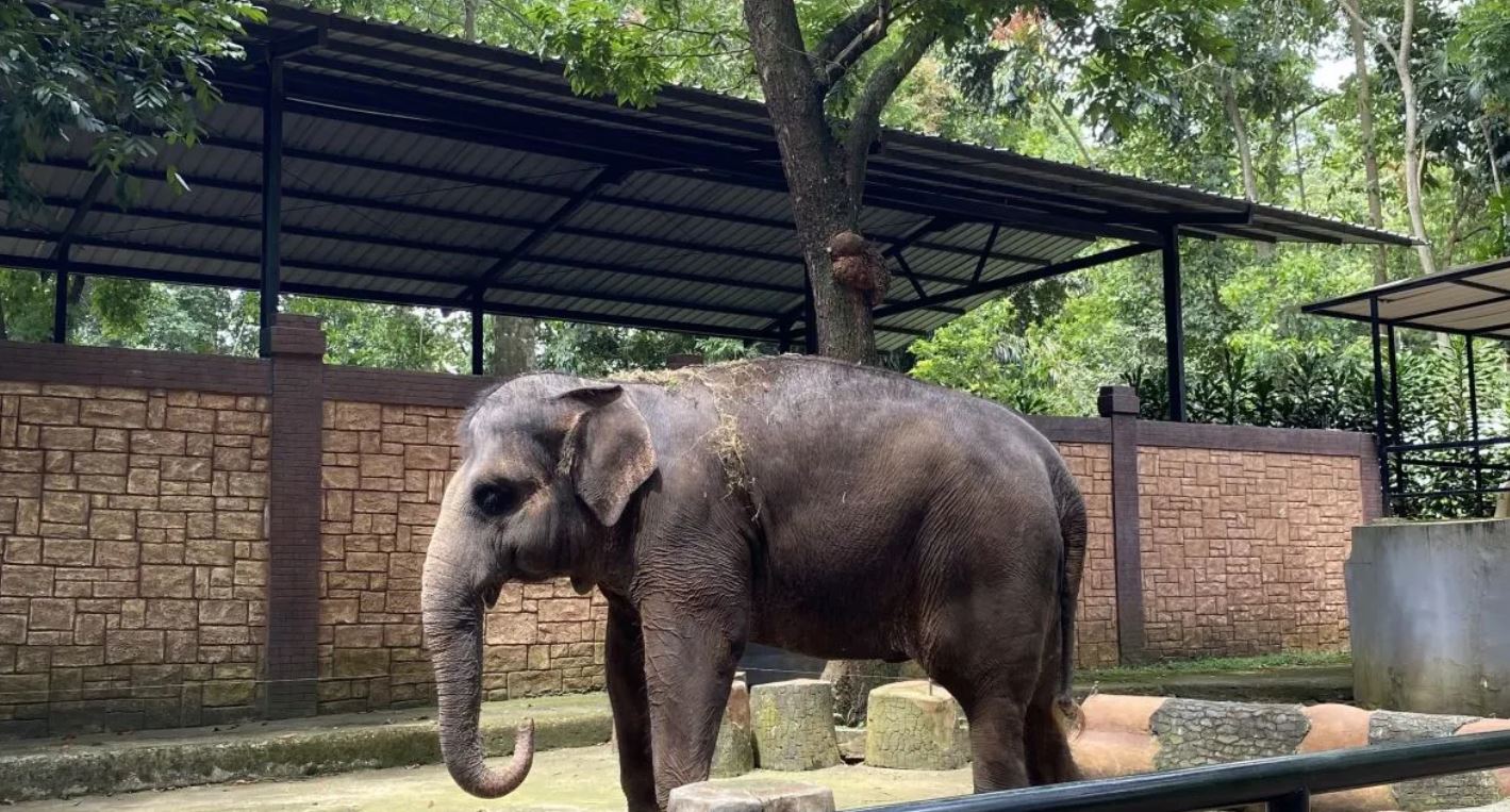 Kandang gajah di Kebun Binatang Bandung, Kota Bandung, Jawa Barat.