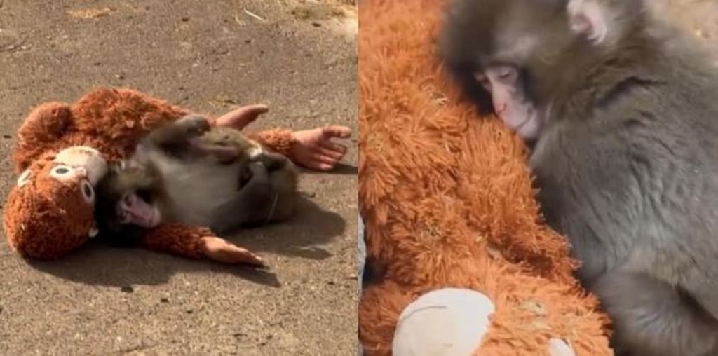 Viral bayi monyet Punch di Kebun Binatang Ichikawa Jepang memeluk boneka orang utan sebagai pengganti pelukan hangat induknya.