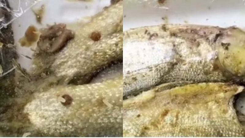 Menu ikan bandeng MBG di Sampang menuai sorotan setelah ditemukan belatung dalam paket makanan siswa. 