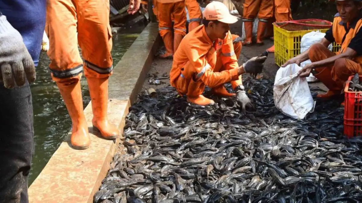 Petugas Sudin Ketahanan Pangan, Kelautan dan Pertanian