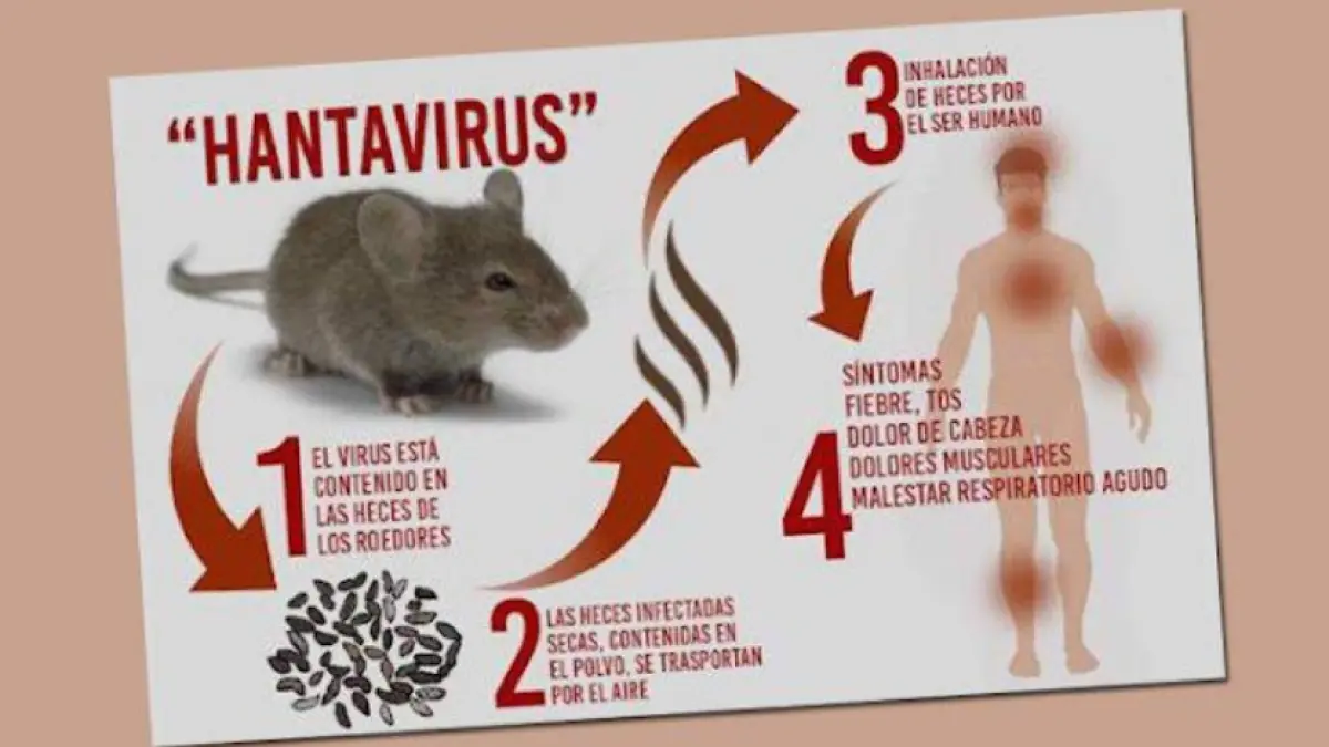 Ilustrasi Penyebaran Hantavirus