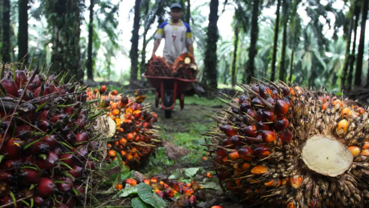 Ilustrasi TBS Kelapa sawit di Sumatera Barat. 