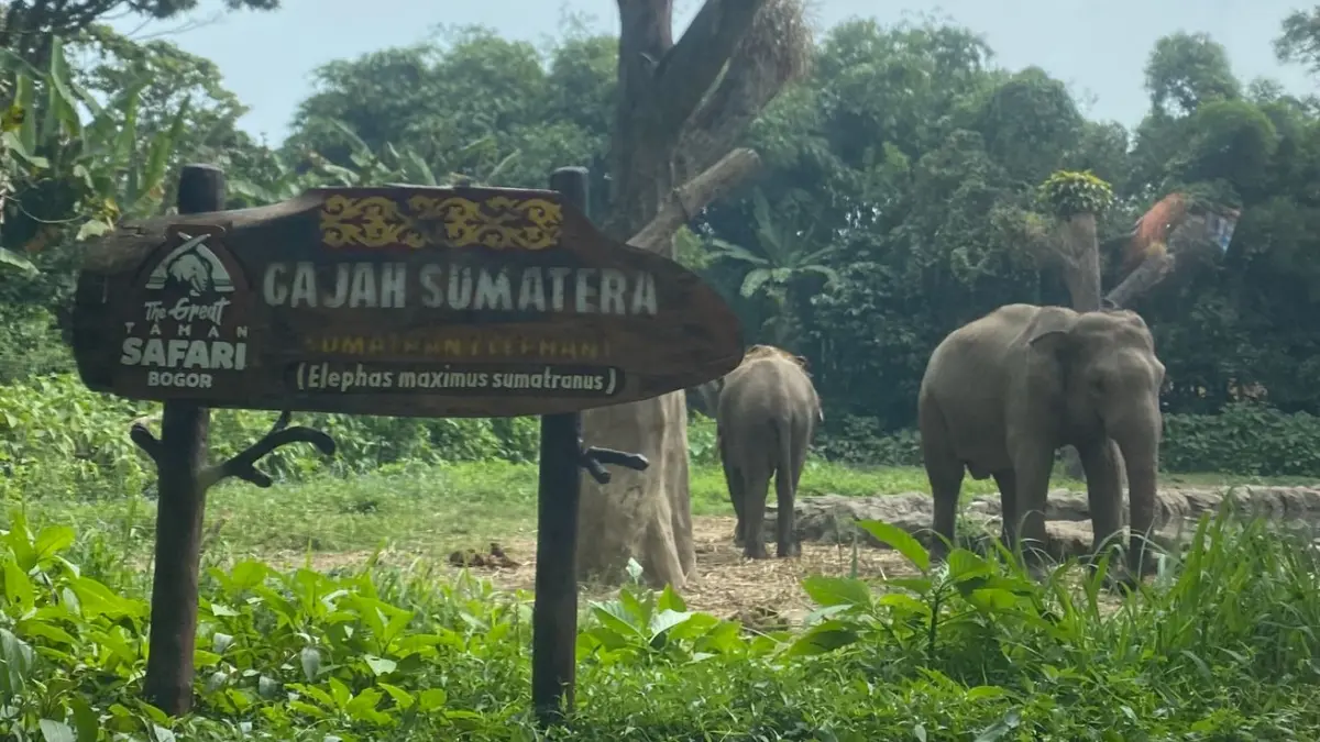 Beberapa ekor Gajah Sumatera terlihat di area Safari Journey Taman Safari Bogor. Pengunjung dapat mengamati satwa dari dalam kendaraan selama berkeliling kawasan safari. Foto: Anggie Putri Wijayanti.