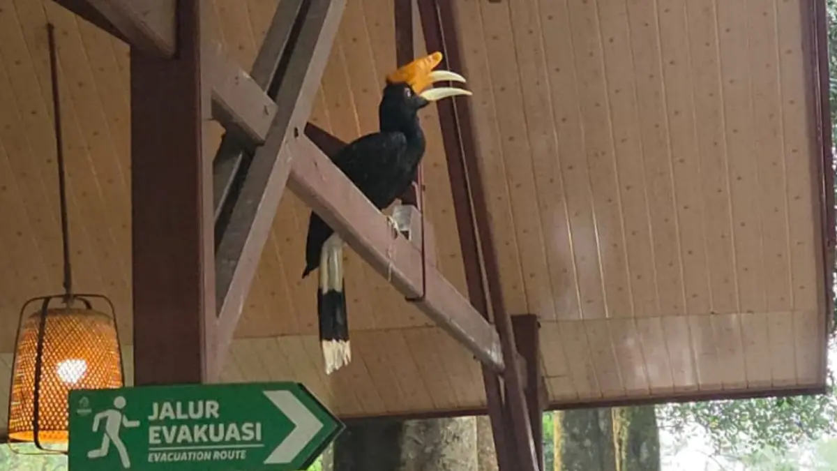 Burung enggang asal Kalimantan tampil dalam Bird of Prey Show di Taman Safari Bogor. Foto: Anggie Putri Wijayanti.