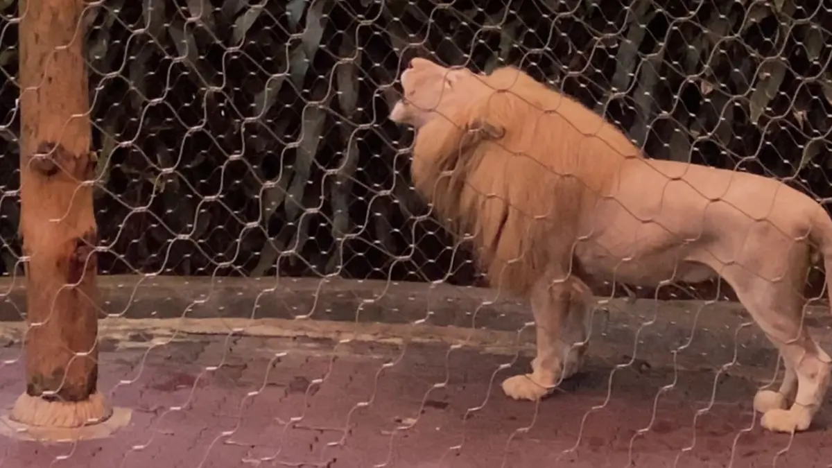 Singa putih bernama Lionel Messi saat berada di area pengamatan satwa Taman Safari Bogor. Nama tersebut diperkenalkan langsung oleh petugas kepada pengunjung. Foto: Anggie Putri Wijayanti.