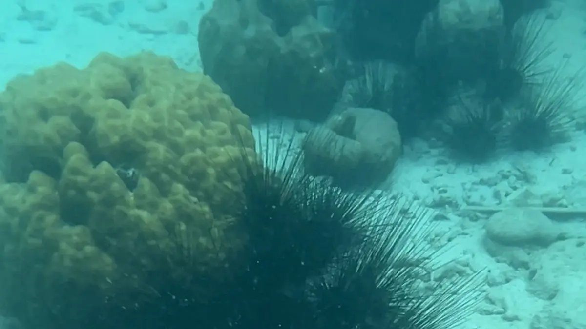 Dokumentasi babi laut yang banyak dijumpai di dasar perairan Pulau Menjangan Besar, Karimunjawa. Guide mengimbau wisatawan untuk tidak menyentuhnya karena durinya dapat membahayakan. (Foto: Anggie Putri Wijayanti)