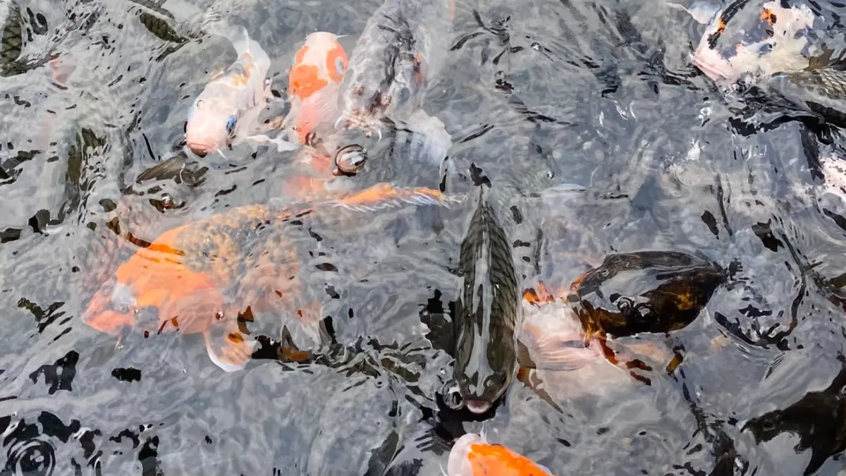 Ikan langsung berkumpul di permukaan air saat pengunjung menebarkan pakan di Sorbendo, Kabupaten Magetan, Jawa Timur. Foto: Anggie Putri Wijayanti.