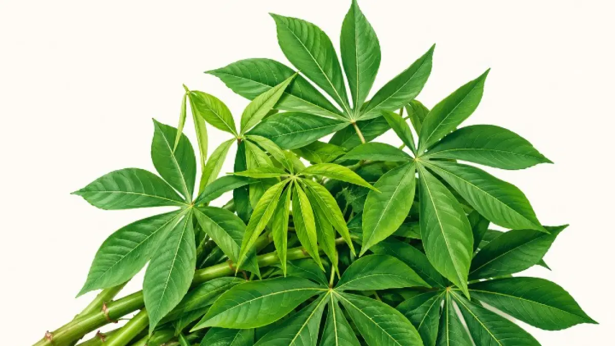 Ilustrasi daun singkong.