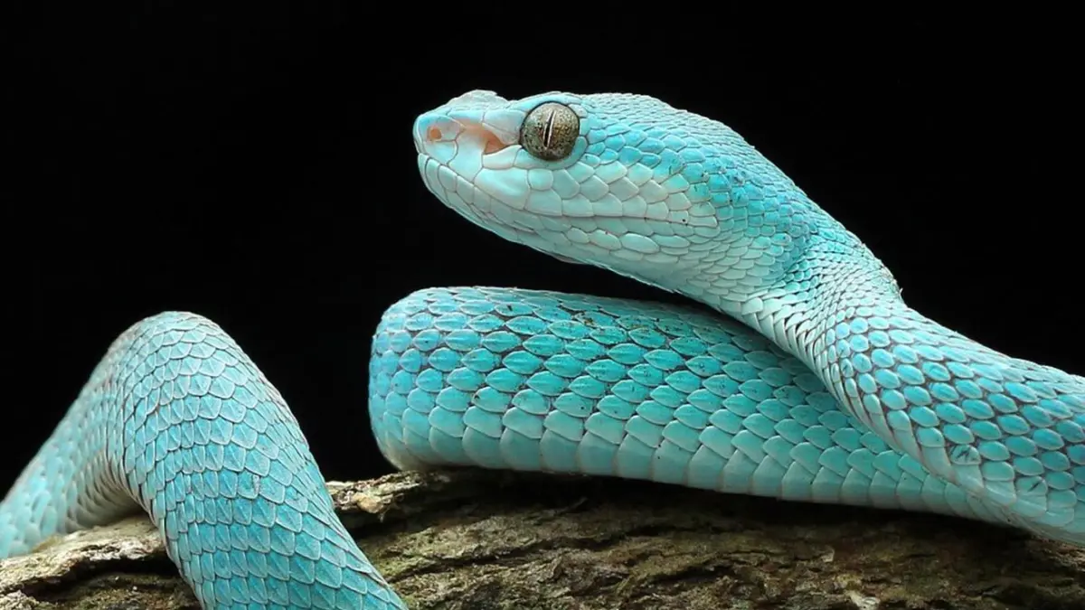 Source: Mongabay