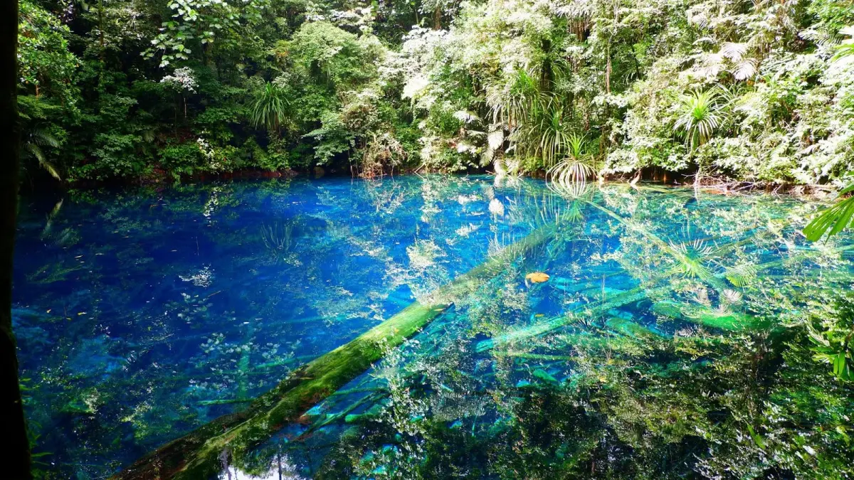 Source: West Papua Now