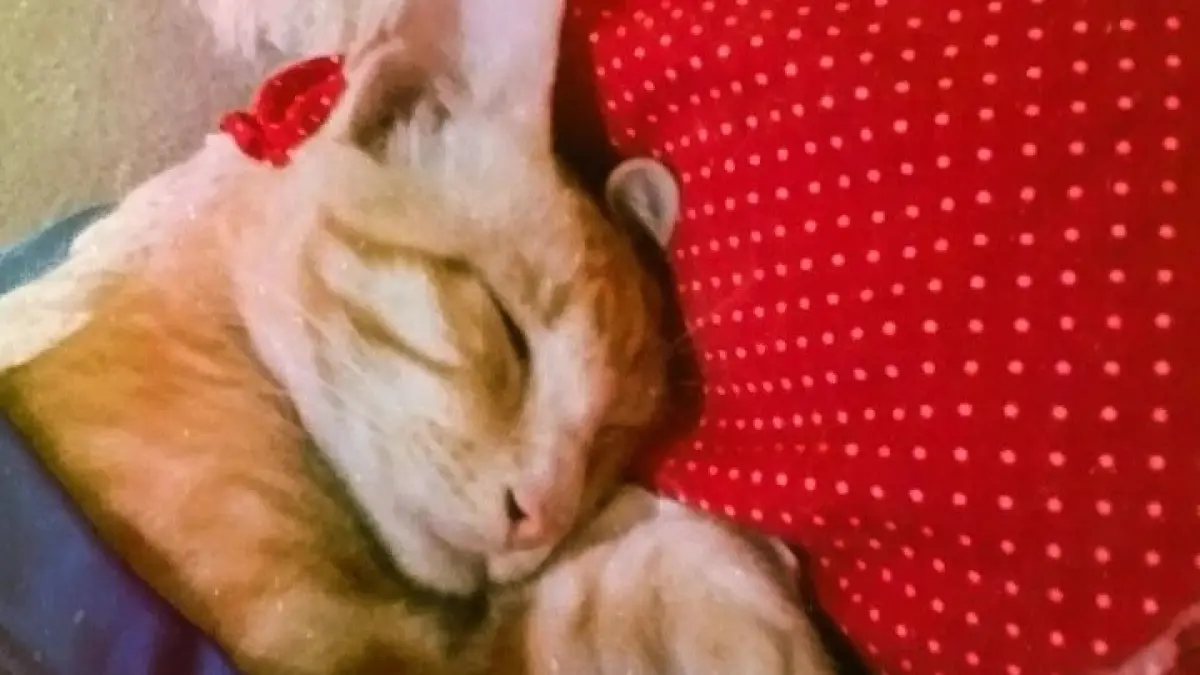 Kucing Sakit