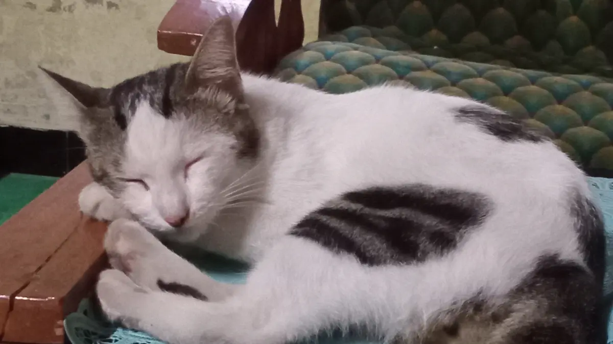 Kucing Tidur