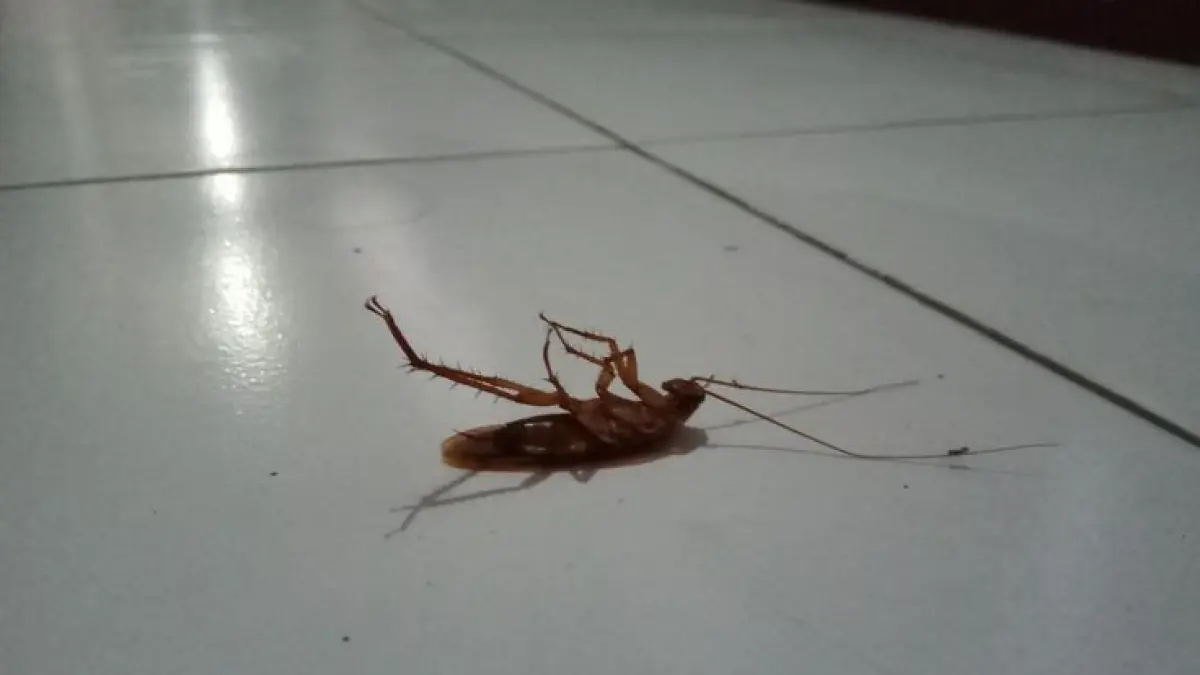 Kecoa
Source : Nida Farida