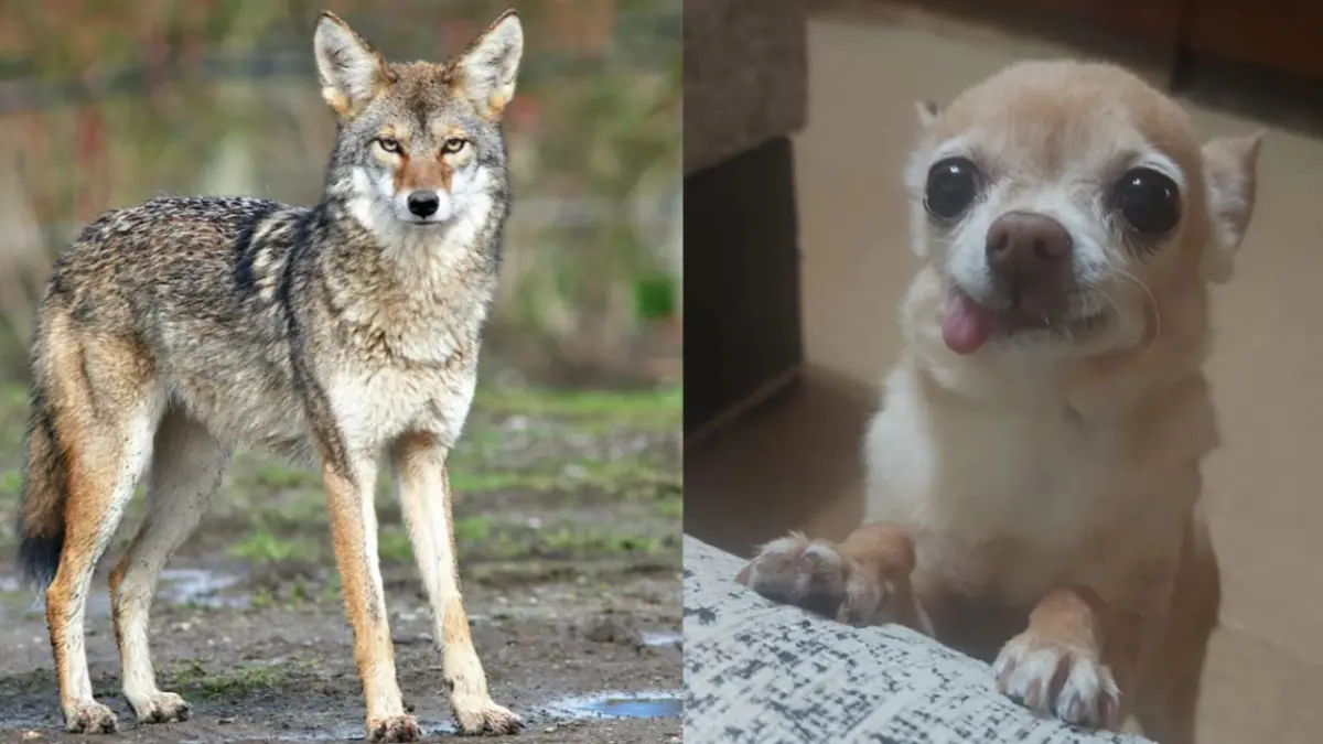Coyote dan Chihuahua (PINTEREST)