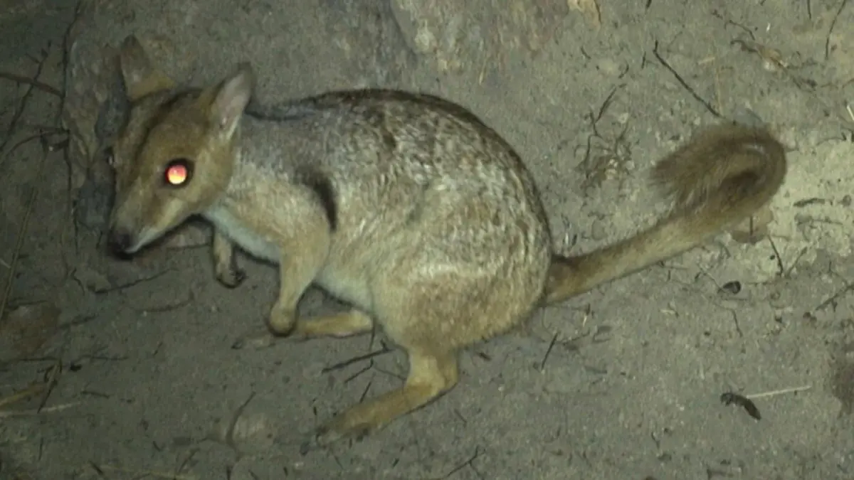 Seekor Narbalek tertangkap kamera jebakan | Sumber gambar: Australian Wildlife Conservancy (AWC)