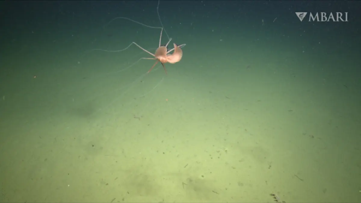 Bigfin squid (MBARI)