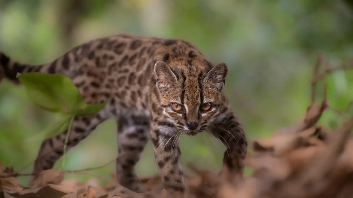 Leopardus tilcayo (REUTERS)