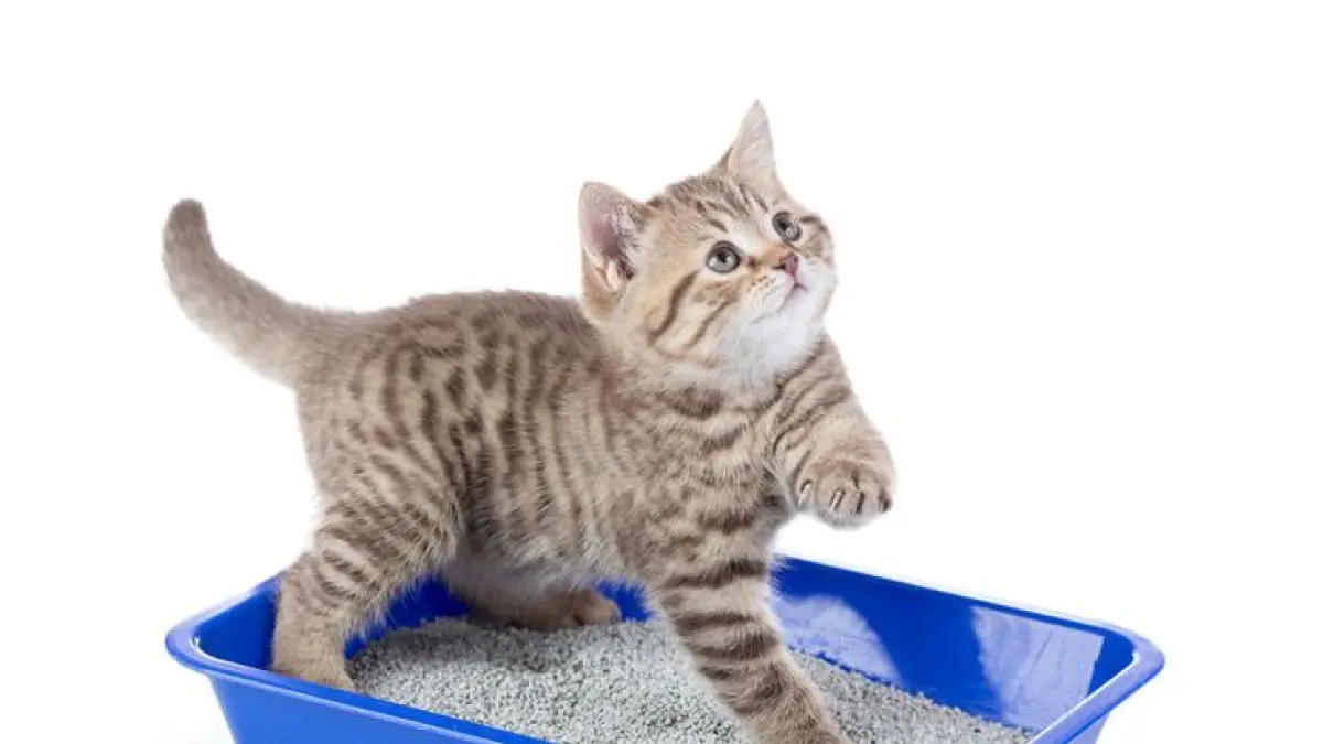 Seekor kucing dan wadah penampung kotorannya (PINTEREST)