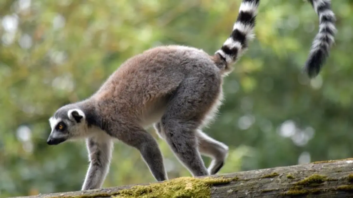 Penampakan seekor lemur (PINTEREST)