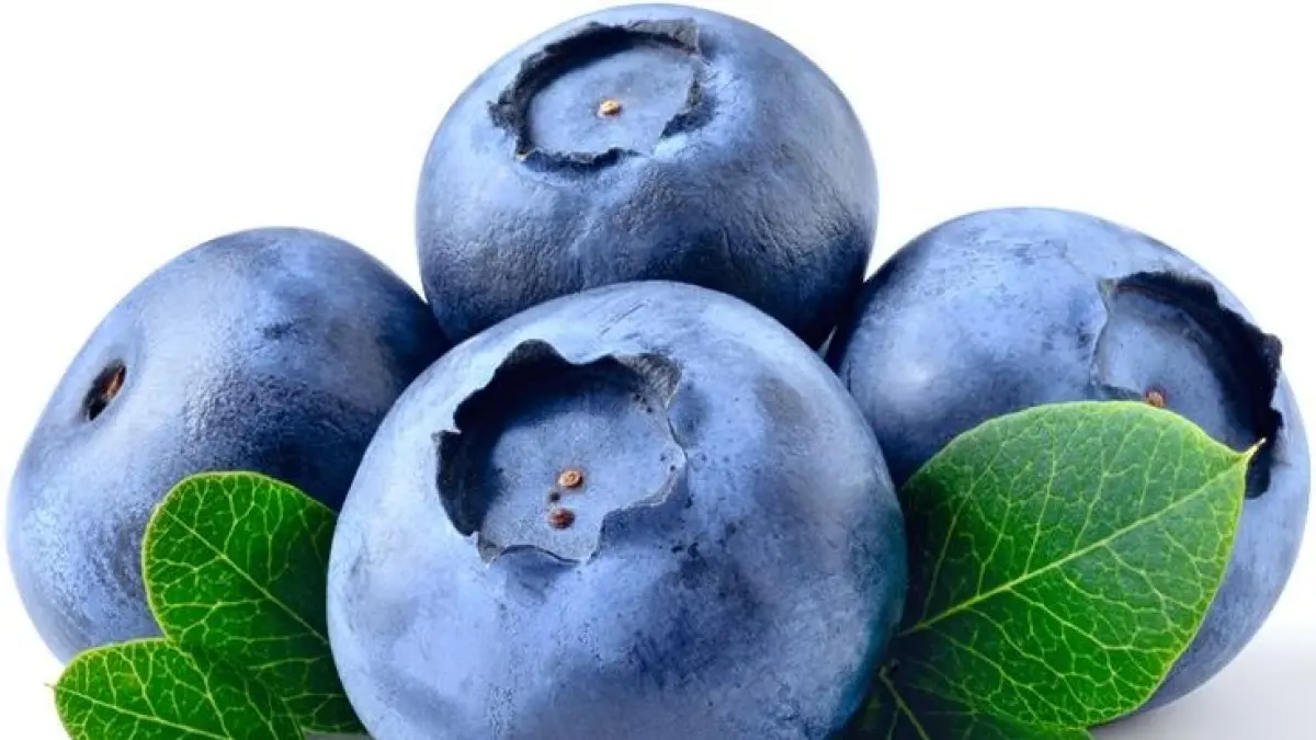 Senyawa pterostilbene dalam blueberry dan anggur ditemukan membantu sel otot memecah lemak (PINTEREST)