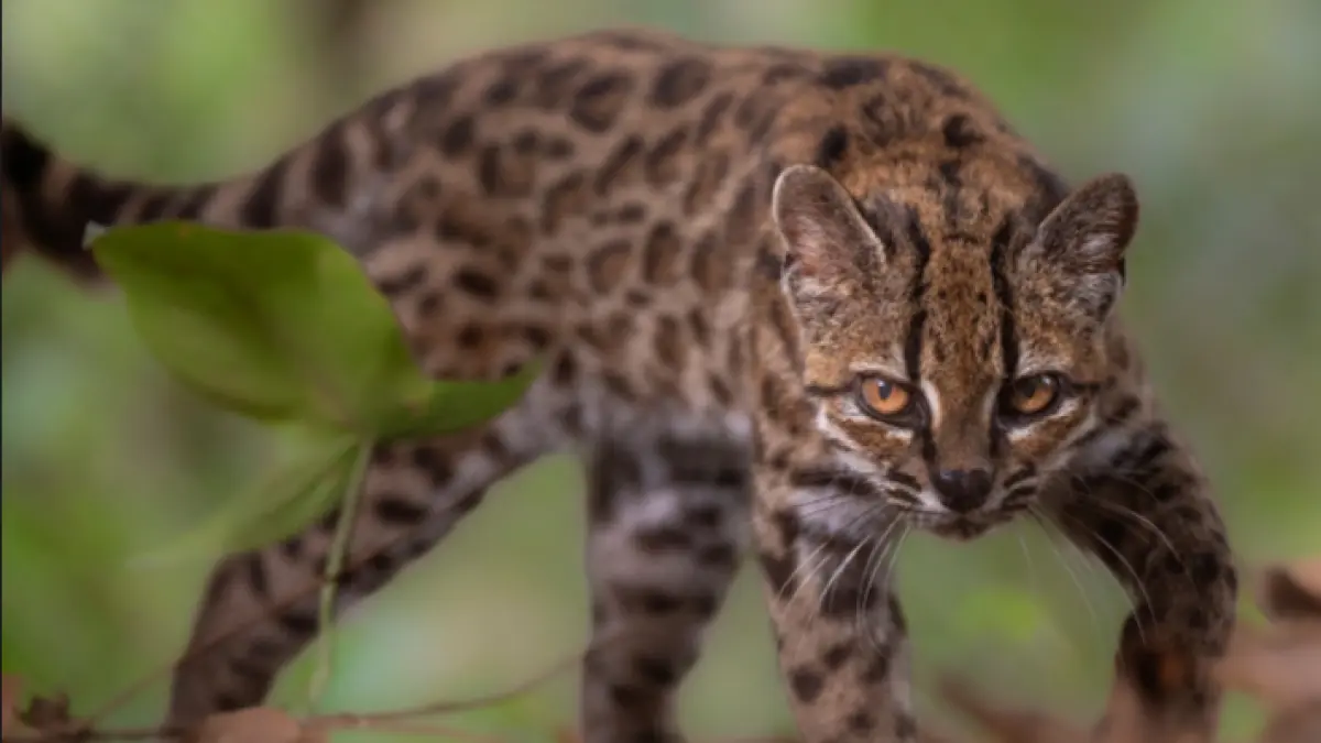 Kucing Leopardus tilcayo di penangkaran hewan liar Senda Verde, Yungas, Bolivia pada 1 September 2026 (Fernando Faciole/National Geographic)