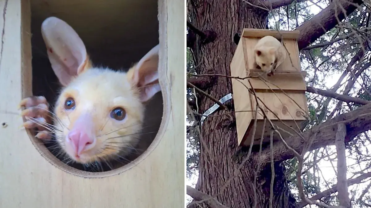 WIRES Wildlife Rescue
