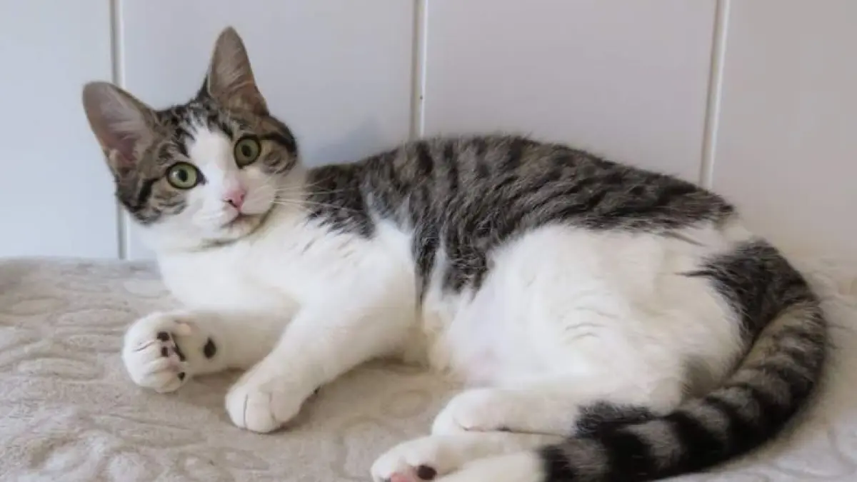 Studi hampir 500 kucing menemukan kemiripan gen kanker dengan manusia (PINTEREST)