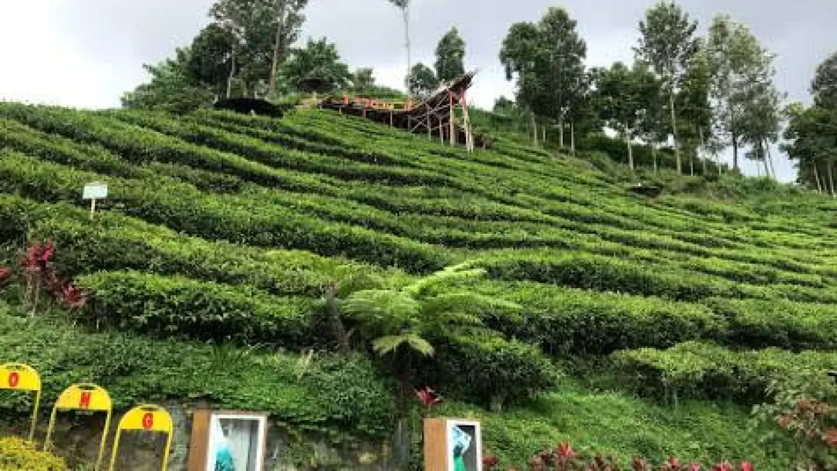 Kebun Teh Luas dan Air Terjun yang Menyegarkan Tak Harus ke Puncak, Blitar Punya Sirah Kencong