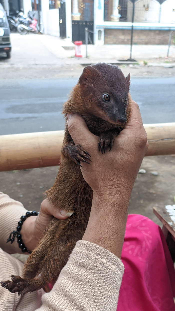 Carpelai (Foto : Dok Radar Jember)