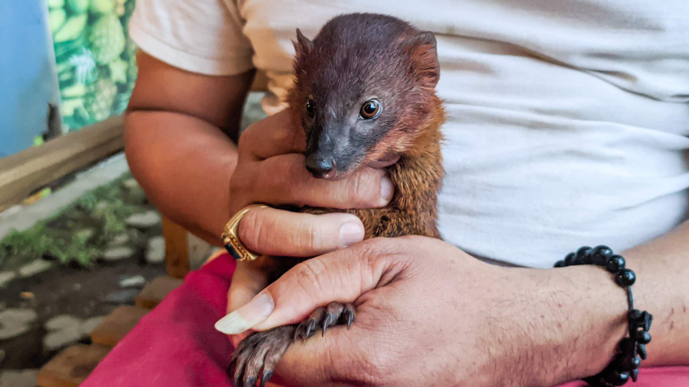 Carpelai (Foto : Dok Radar Jember)