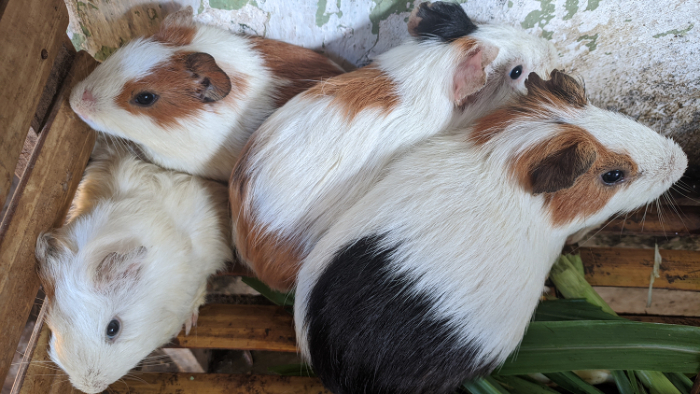 Selain bentuknya yang imut dan tingkahnya yang lucu, marmot juga diminati karena jenis pakan yang dapat diberikan beragam.