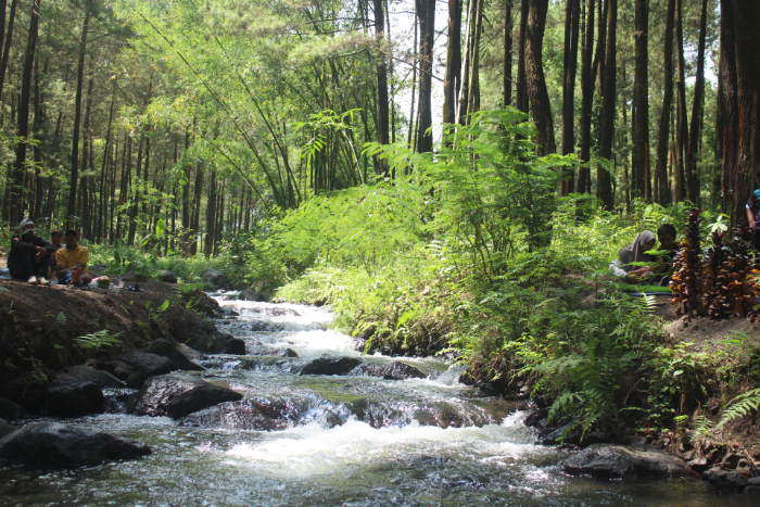 MEMPESONA: Penampakan wisata Kalipinus atau Poncosumo dengan aliran sungai kecil berpadu dengan jejeran pohon pinus.