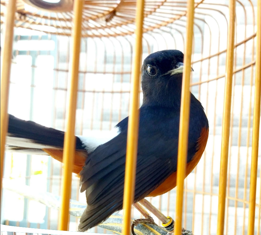 Burung Murai Batu (Foto : Radar Jember)