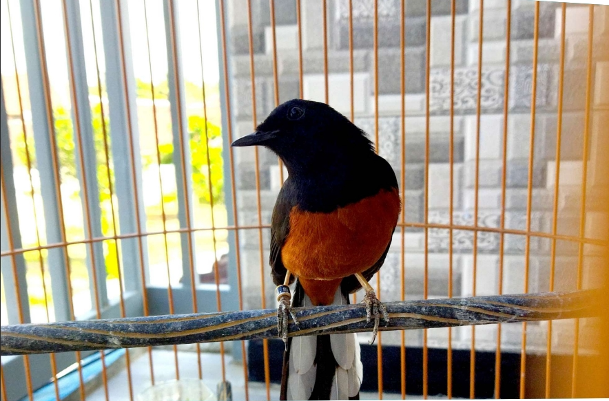 Burung Murai Batu (Foto : Radar Jember)