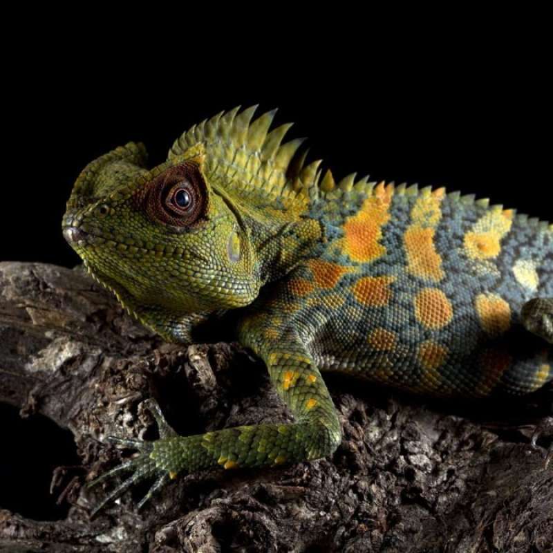 Forest Dragon (Foto : Blibli)