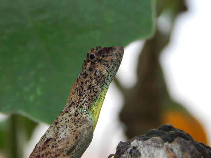 Ilustrasi Kelarat (Foto : Pinterest)