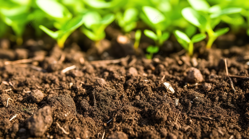 Ilustrasi tanah subur (Foto : Png tree)