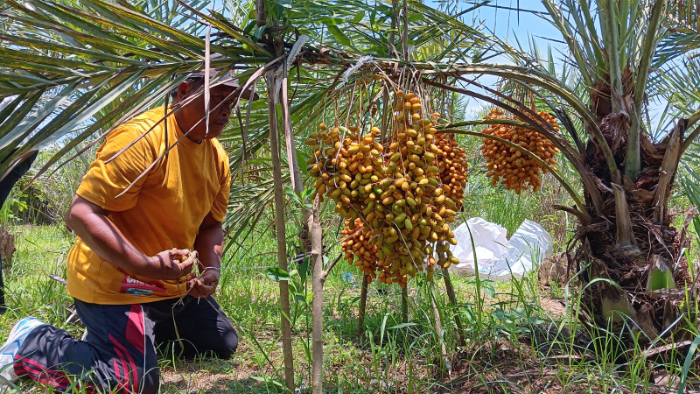 BISA DIPANEN: Pohon kurma yang tumbuh subur di sawah milik Sugito, Desa Sabrang, Kecamatan Ambulu, sudah bisa dinikmati dan dijual. (M ADHI SURYA/RADAR JEMBER)