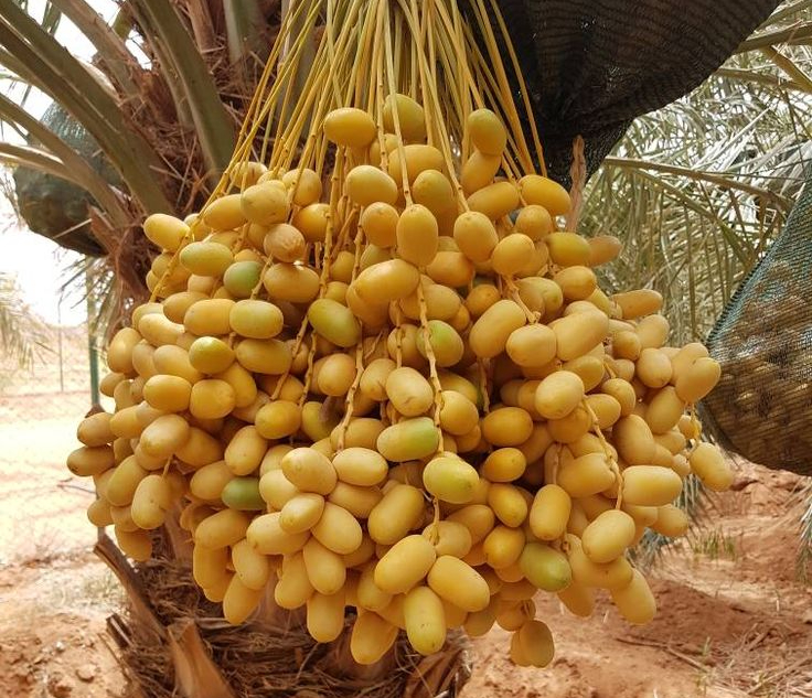 Kurma Muda (Foto : Pinterest)