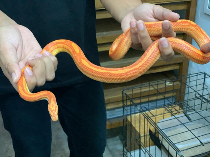 TERNAK: Corn Snake jadi hewan peliharaan yang lebih dekat dengan manusia. (Ade / Radar Semeru)