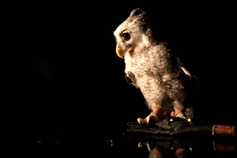 Burung hantu Bubo Sumatranus. (Foto: DWI SISWANTO/HALOJEMBER)