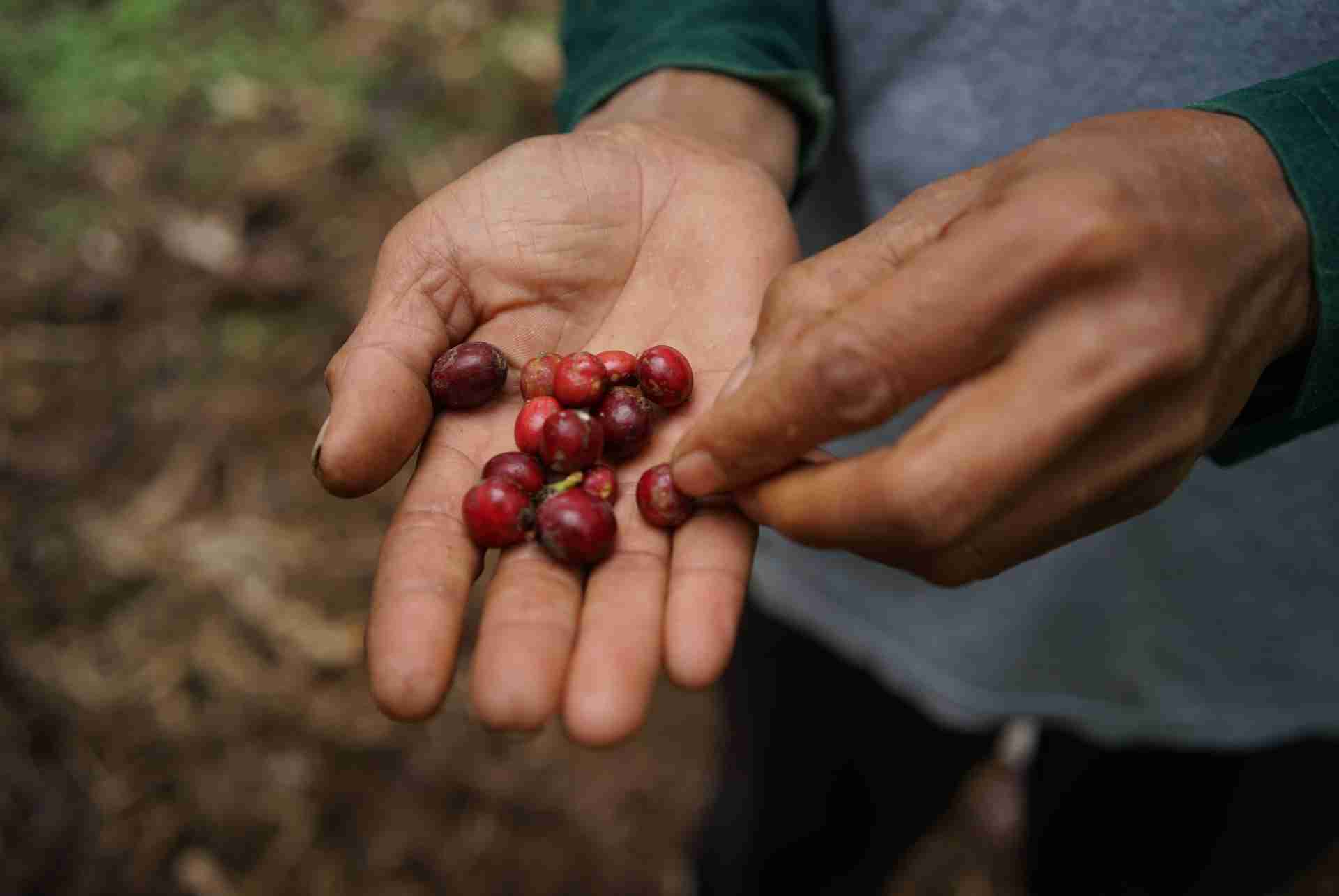 Kopi Pasrujambe yang selalu menjadi primadona banyak orang