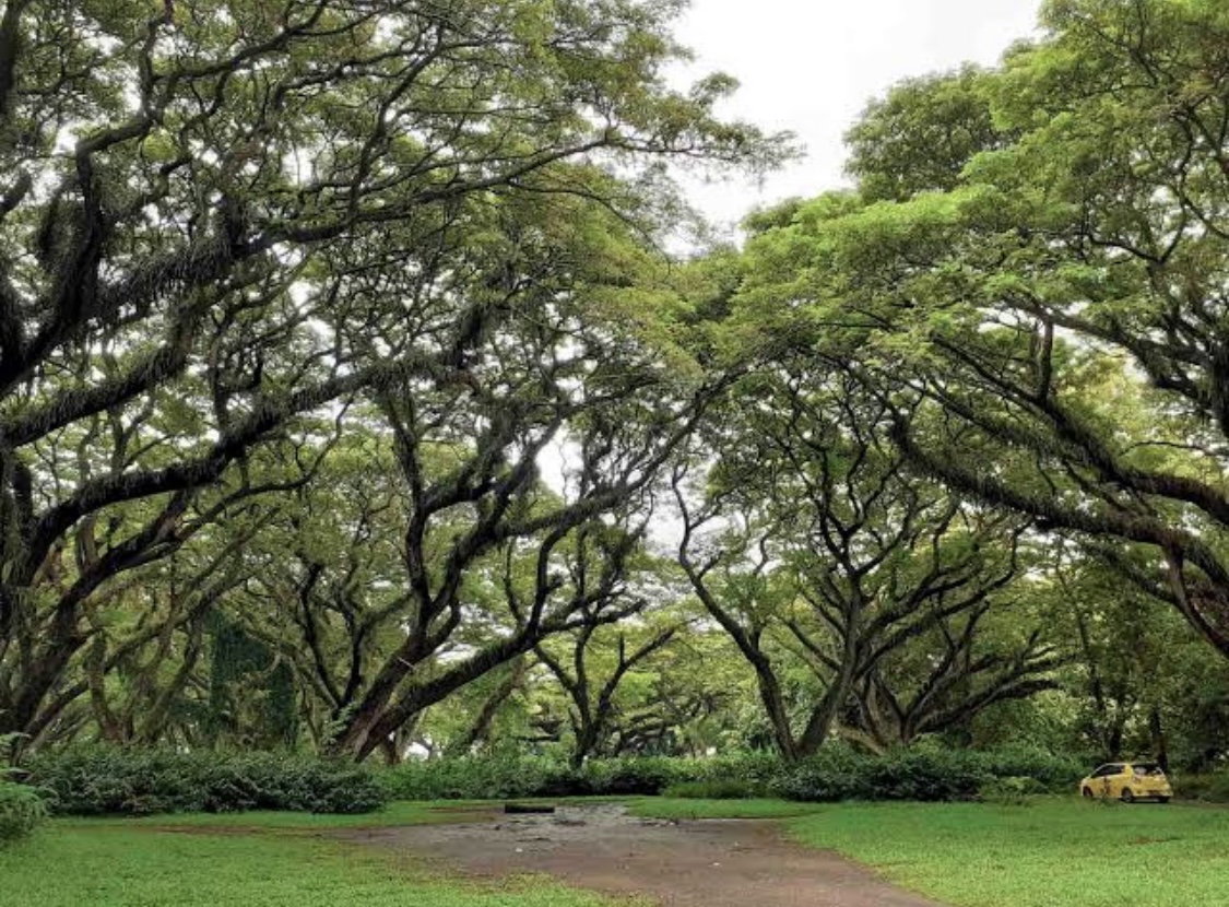SEJUK: Hutan trembesi tumbuh menjulang tinggi bak negeri Dongeng (Banyuwangi)